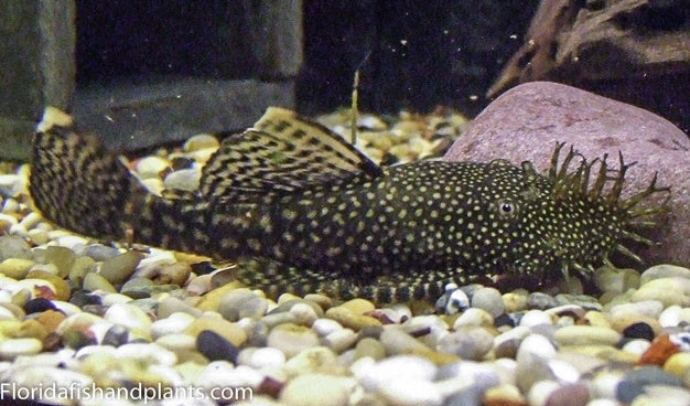 Bristle nose Plecostomus L144a 1.0-1.5 inch
