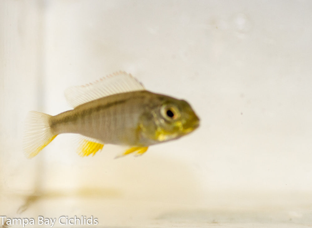 Yellow Lepturus , Buccochromis rhoadesii