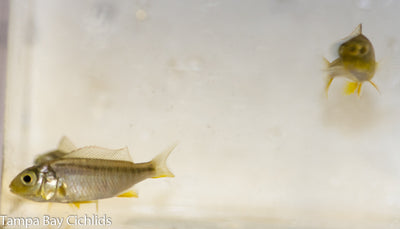 Yellow Lepturus , Buccochromis rhoadesii