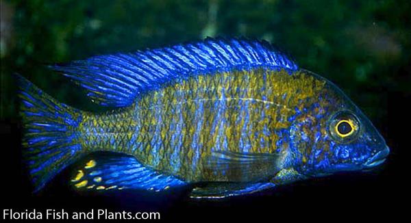 Chitande North peacock, Aulonocara ethylwynnae