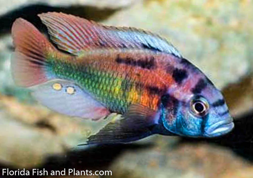Christmus fulu , Xystichromis phytophagus , Victorian, African Cichlid