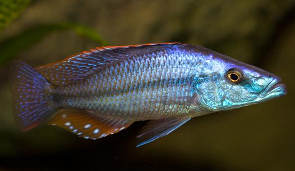 Compressiceps, Dimidiochromis compressiceps