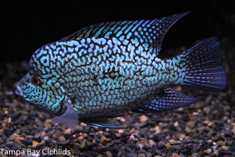 Aztec Carpintis (Electric Blue Carpintis)