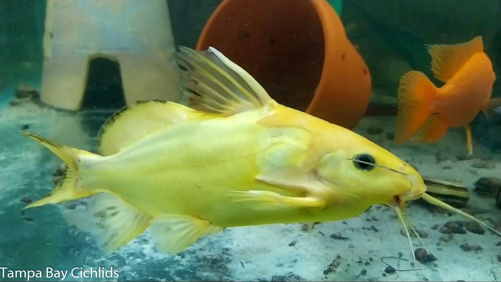 Gold Synodontis Nigrita Catfish