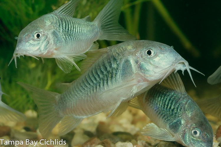 Green Cory cat (Aeneus Corydoras) .5-1.0 inch