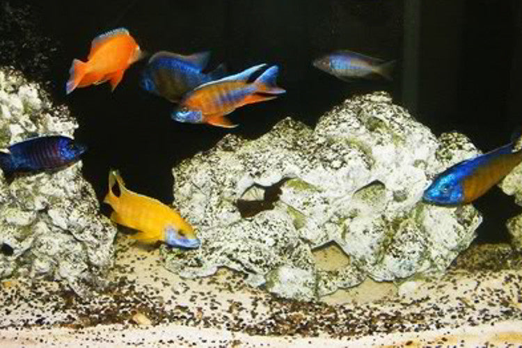 Mixed Peacock/Haplochromis 1.25 - 2.25 inches Auloncara African Cichlid Live Fish
