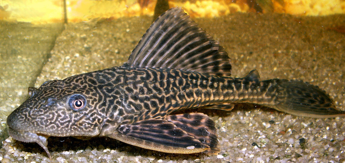 Hypostomus plecostomus Pleco Sucker fish 1.25-2.0 inch
