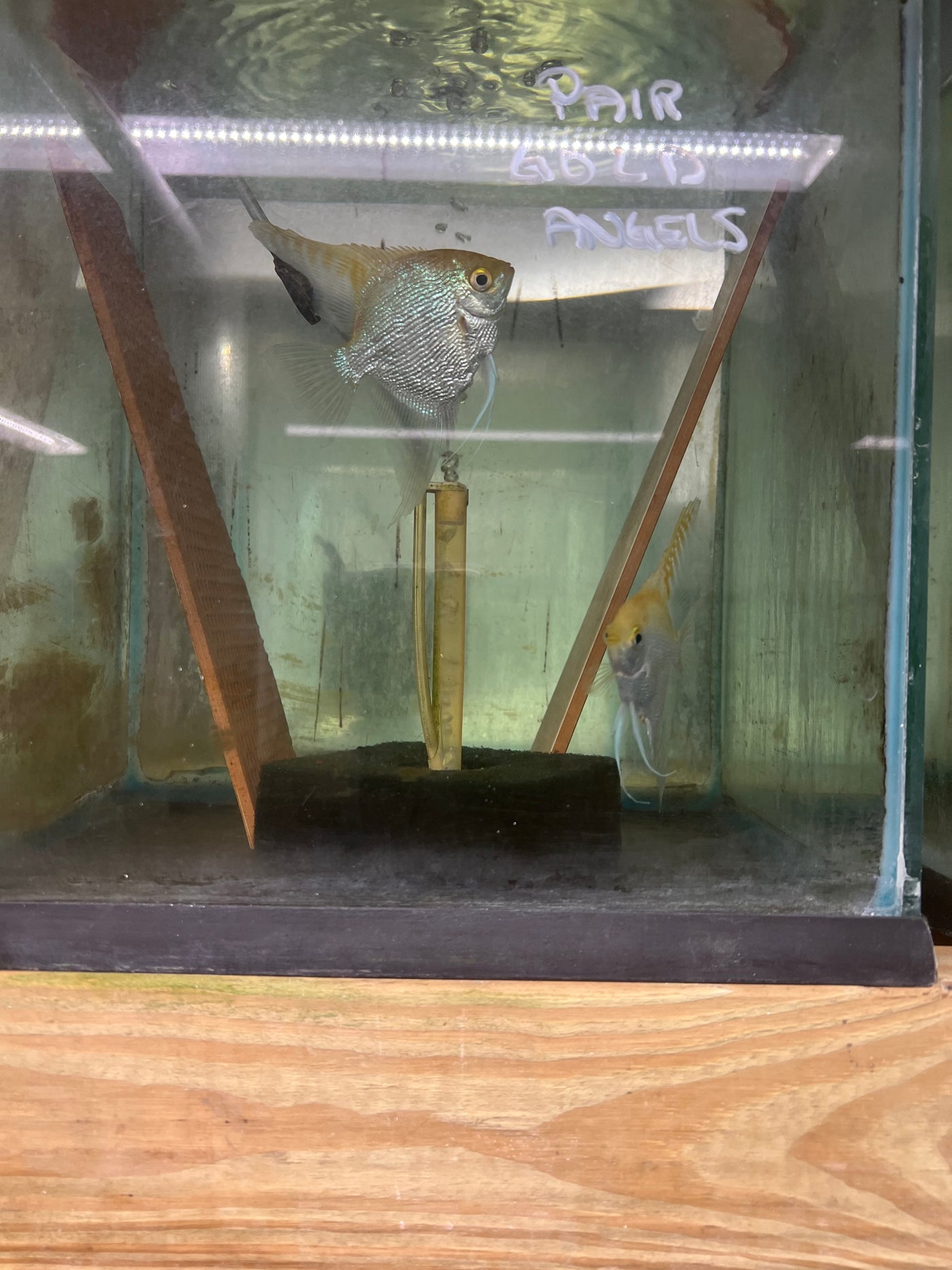 Gold Pearlscale Angel (Standard fin) PTEROPHYLLUM SCALARE