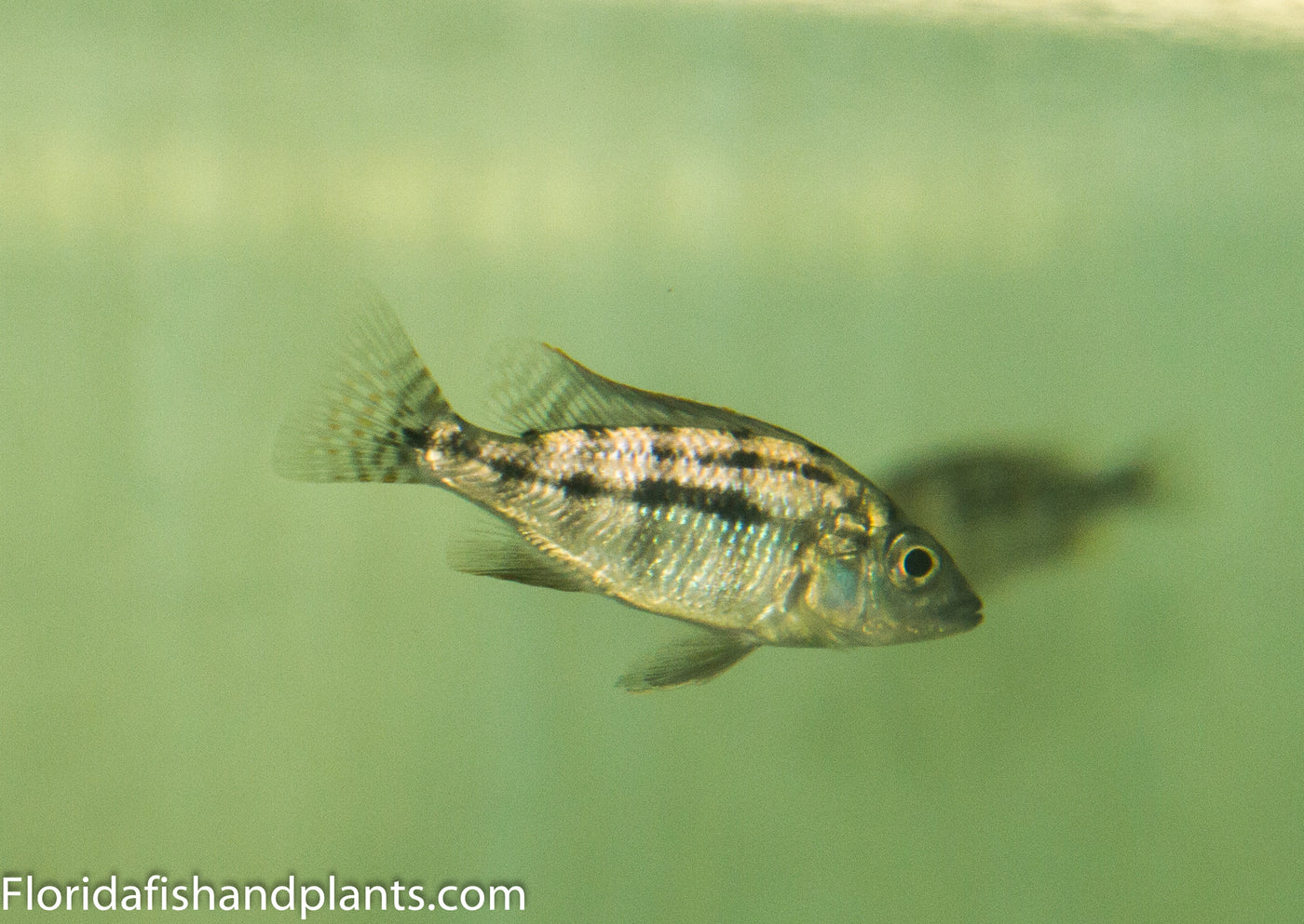 Johnstoni,Placidochromis