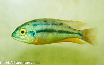 Johnstoni,Placidochromis