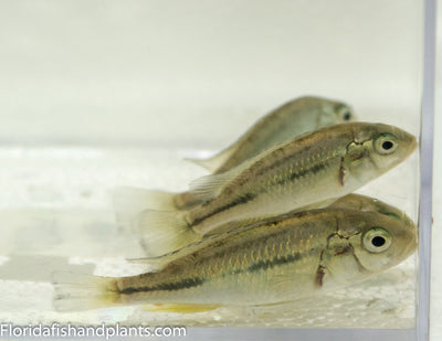 Hippo Point Salmon, "Ptyochromis sp."