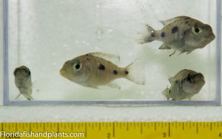 Z-Rock, Otopharynx lithobates