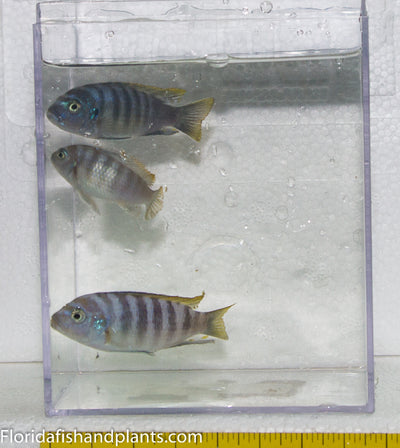 Red Top Lundo afra, Cynotilapia zebroides, Mbuna