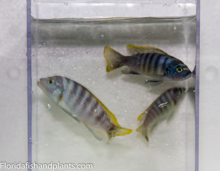 Red Top Lundo afra, Cynotilapia zebroides, Mbuna