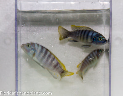 Red Top Lundo afra, Cynotilapia zebroides, Mbuna