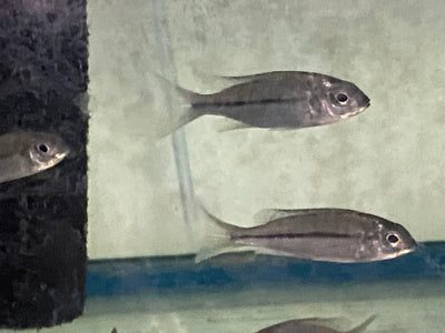 Orange Cap ,Nyassachromis Prostoma  Gome