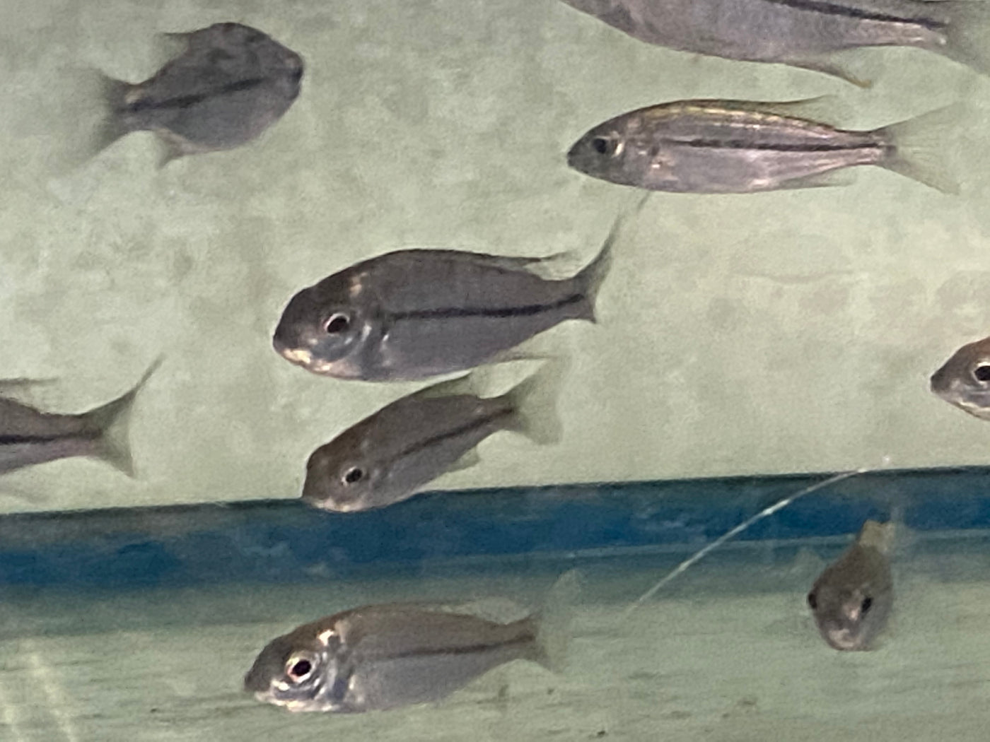 Orange Cap ,Nyassachromis Prostoma  Gome