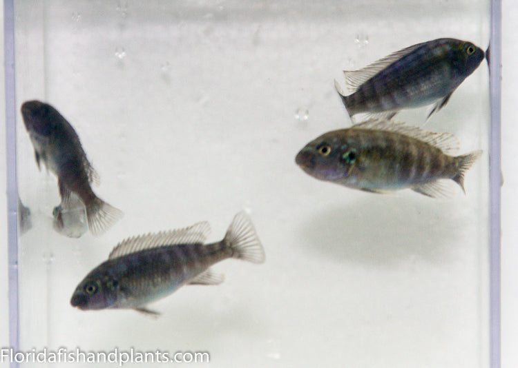 Chalo White Belly , Labeotropheus fuelleborni Chalo Reef