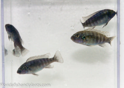 Chalo White Belly , Labeotropheus fuelleborni Chalo Reef