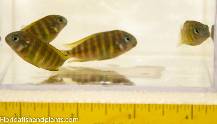 Uwile, Tropheus , Tanganyika, African Cichlid 1.0-1.25 inch