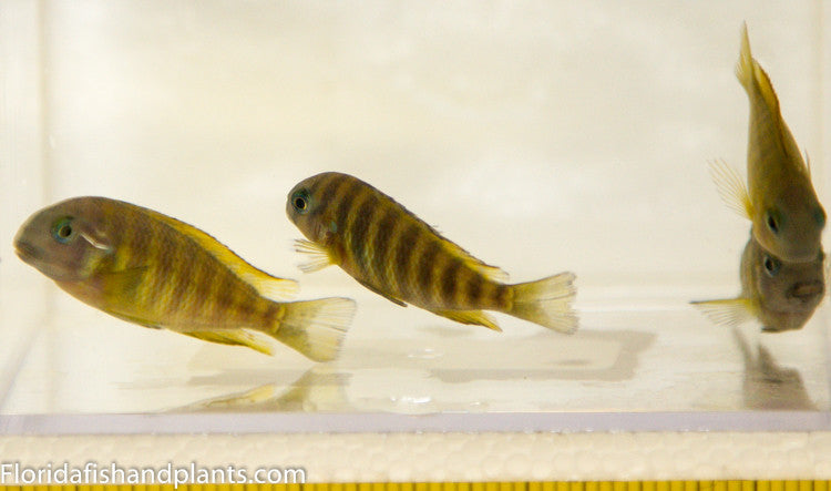 Uwile, Tropheus , Tanganyika, African Cichlid 1.0-1.25 inch