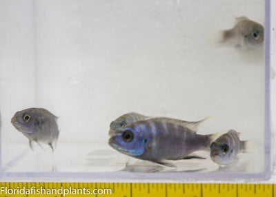 White-tail Acei, Pseudotropheus elegans Ngara "White Tail", Mbuna