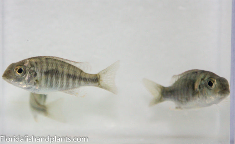 Red Cap Lethrinops "Chirwa"