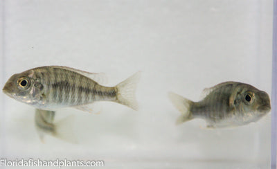 Red Cap Lethrinops "Chirwa"