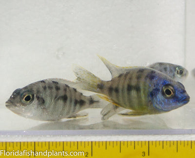 Taiwan Reef ,Protomelas sp. "Steveni Taiwan