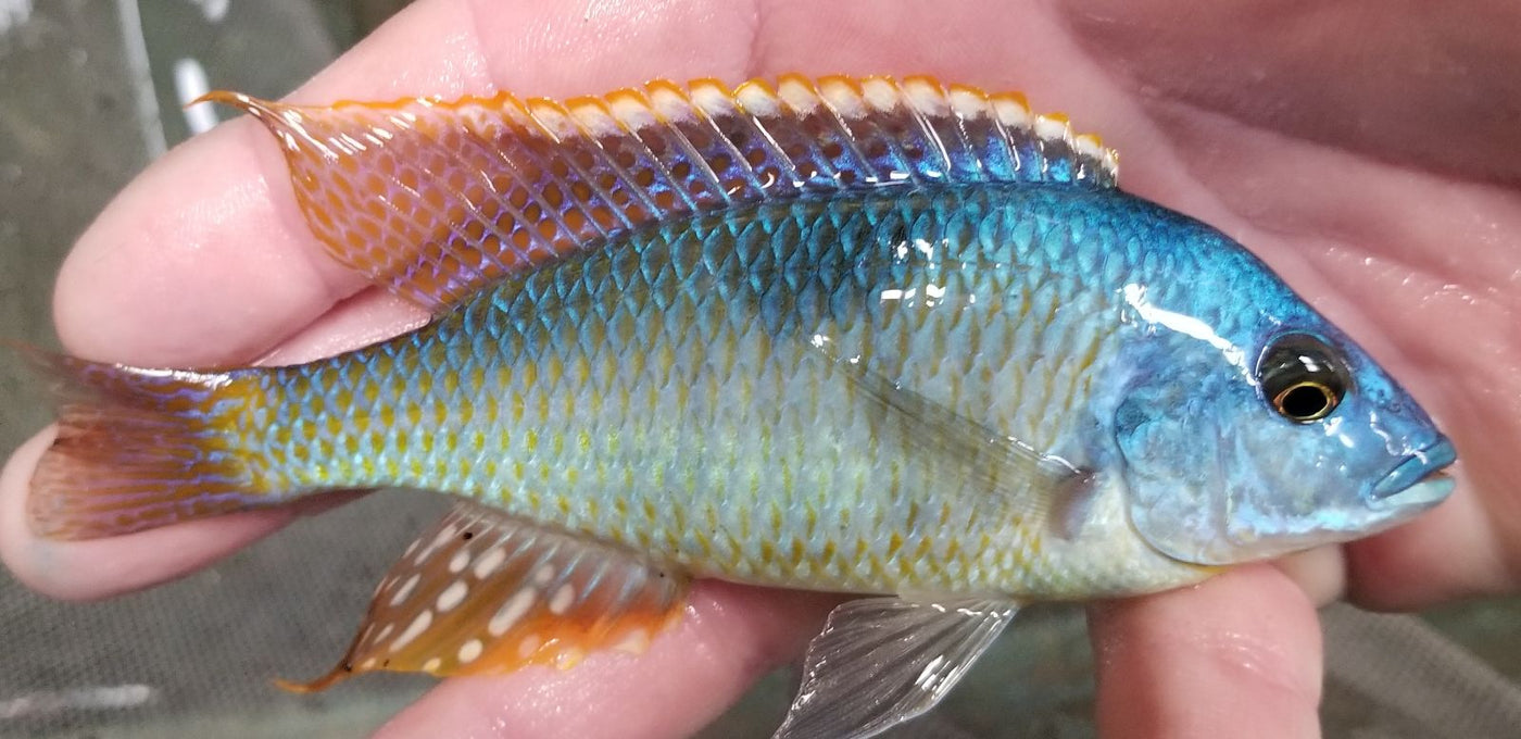 Nova Blue Longnose, Otopharynx