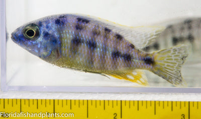 Taiwan Reef ,Protomelas sp. "Steveni Taiwan