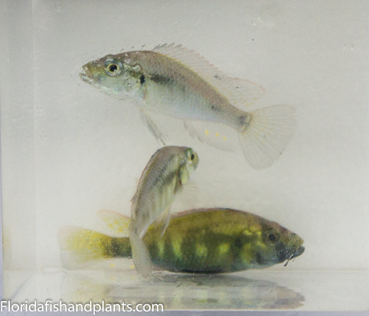 Astatotilapia Calliptera