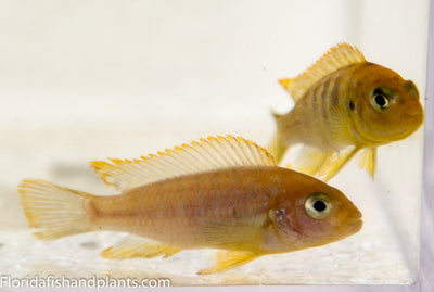 Nkhomo Lime, Pseudotropheus sp. "lime Nkhomo"