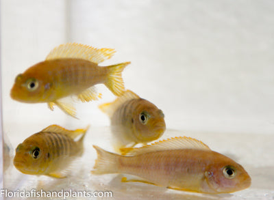 Nkhomo Lime, Pseudotropheus sp. "lime Nkhomo"