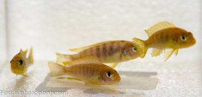 Nkhomo Lime, Pseudotropheus sp. "lime Nkhomo"