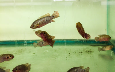 Red Lifalili Jewel, Hemichromis Lifalili