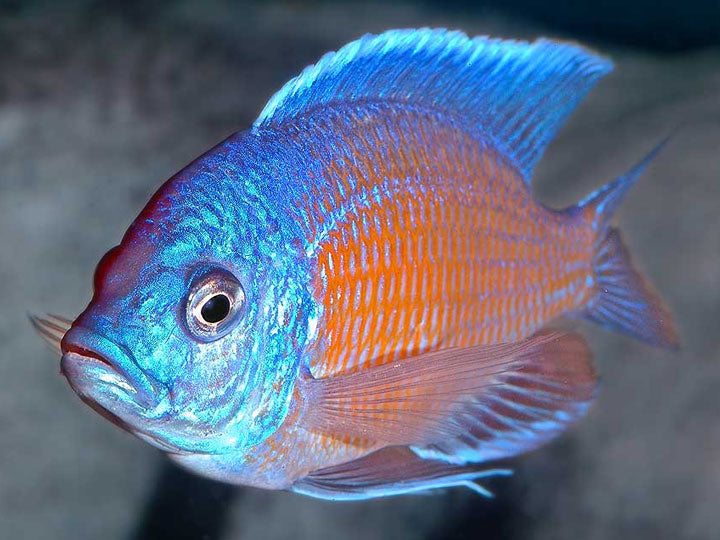 Red-Fin Borleyi, Copadichromis borleyi