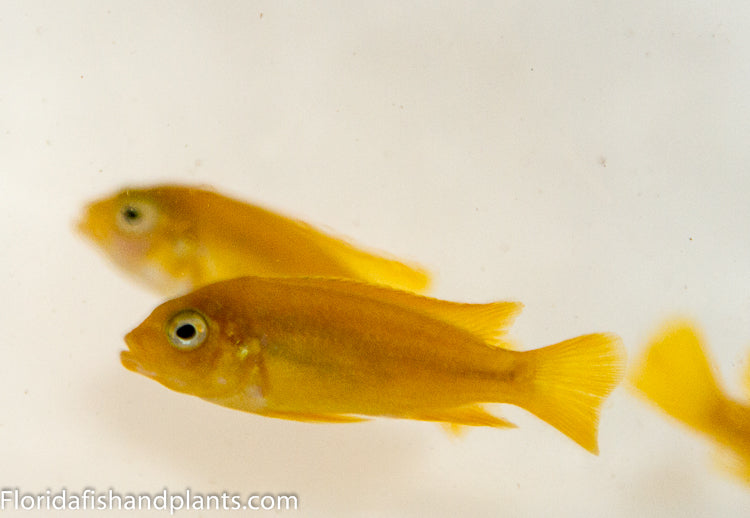 Msobo Deep, Metriaclima sp. "Msobo" Magunga