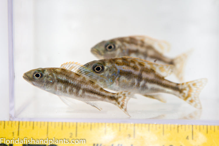 Fuscotaeniatus, Nimbochromis