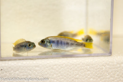 Yellow-tail Acei, Pseudotropheus elegans Msuli "Yellow Tail"