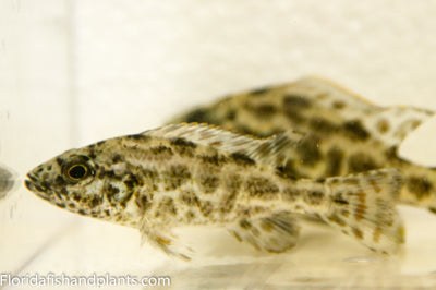 Polystigma, Nimbochromis