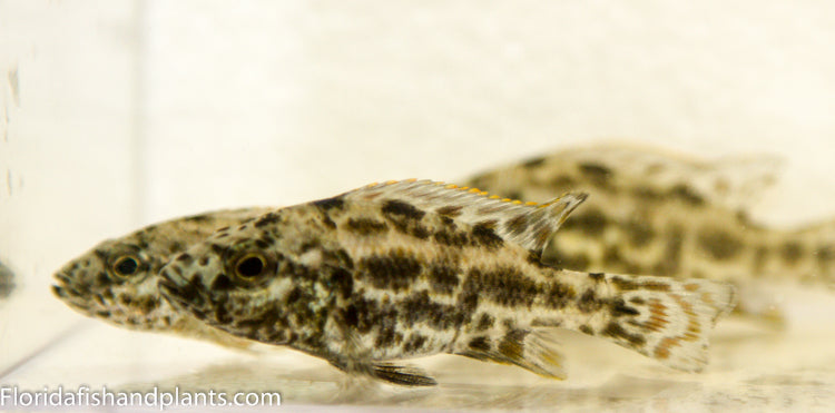 Polystigma, Nimbochromis