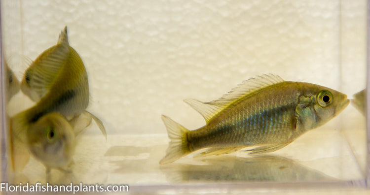 Kyoga Flameback, Xystichromis