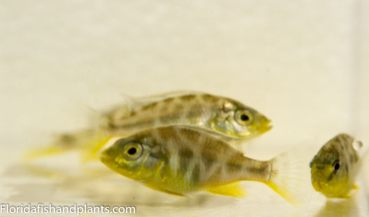 Venustus ,Nimbochromis