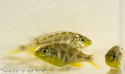 Venustus ,Nimbochromis