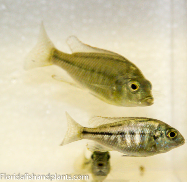 Rhoadesii, Chilotilapia