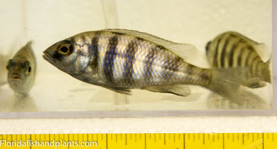 Star Sapphire, Placidochromis Phenochilus Tanzania