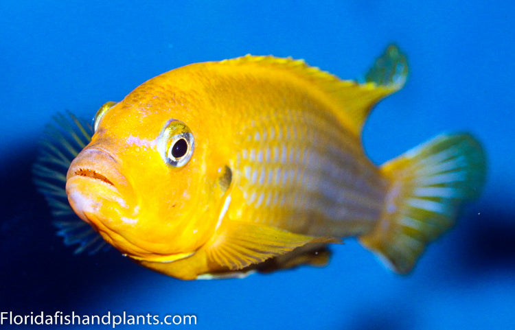 Nkhomo Lime, Pseudotropheus sp. "lime Nkhomo"