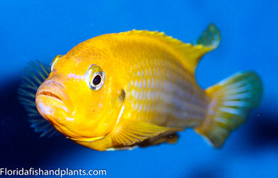 Nkhomo Lime, Pseudotropheus sp. "lime Nkhomo"