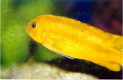 Orange/Blue Johanni, Pseudotropheus johanni Gome